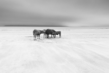 Isle of Eigg