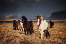 Islandia