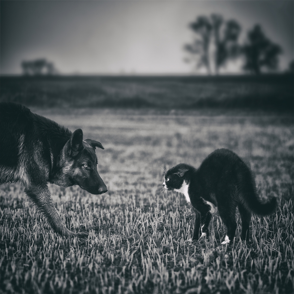 kikul1974 - OKO w OKO. . Zdjęcie 308500