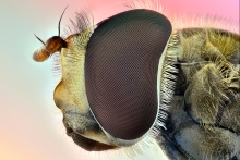 Extreme Macro
