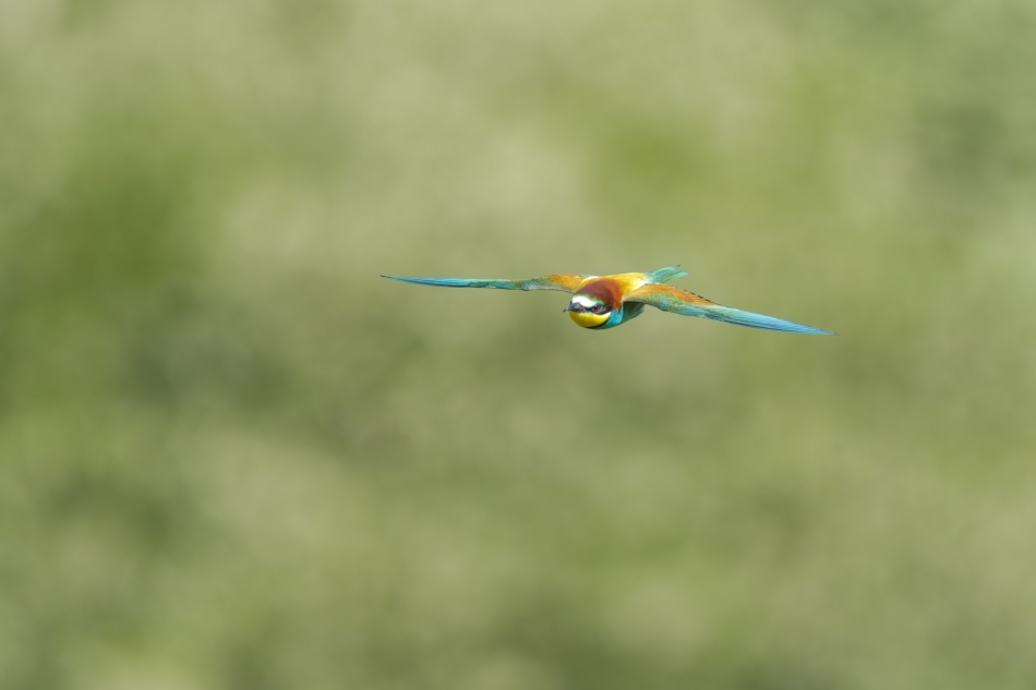 amigamedia - Ostatnie loty. Żołna (Merops apiaster) Przyroda naszego regionu. Sony ILCE-1+Sony SEL200600G FE 200-600mm f/5.6-6.3 G OSS Przysłona: F/6,3-Czas ekspozycji-1/2000 s-ISO: 500-Ogniskowa-600 mm.. Zdjęcie 334890