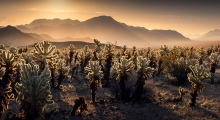 Kaktusy cholla