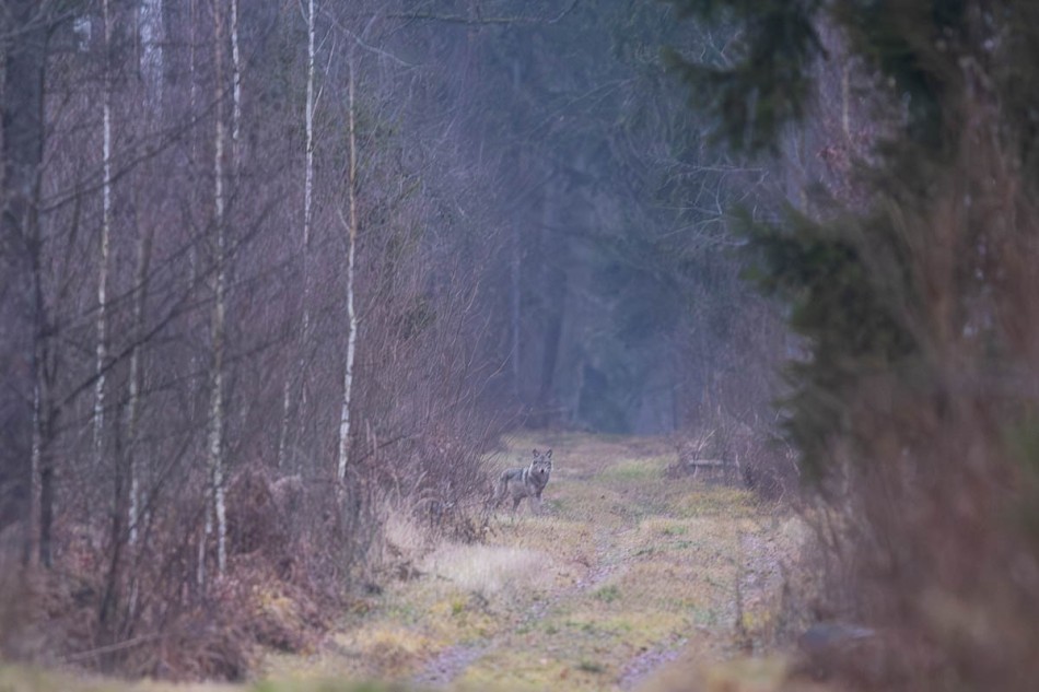 toksuh - Wilk . . Zdjęcie 337589