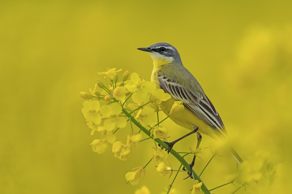 fotodam - W rzepaku. Pliszka żółta. Zdjęcie 315276