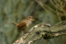 Strzyżyk, Eurasian Wren...