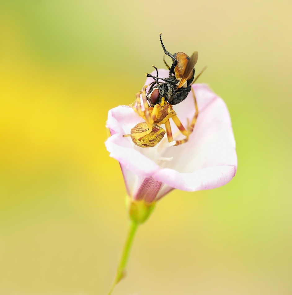 keni - Gymnosoma spp & Misumena vatia. PE. Zdjęcie 325245