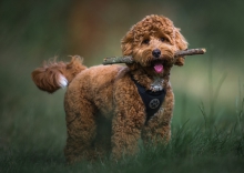 Hugo