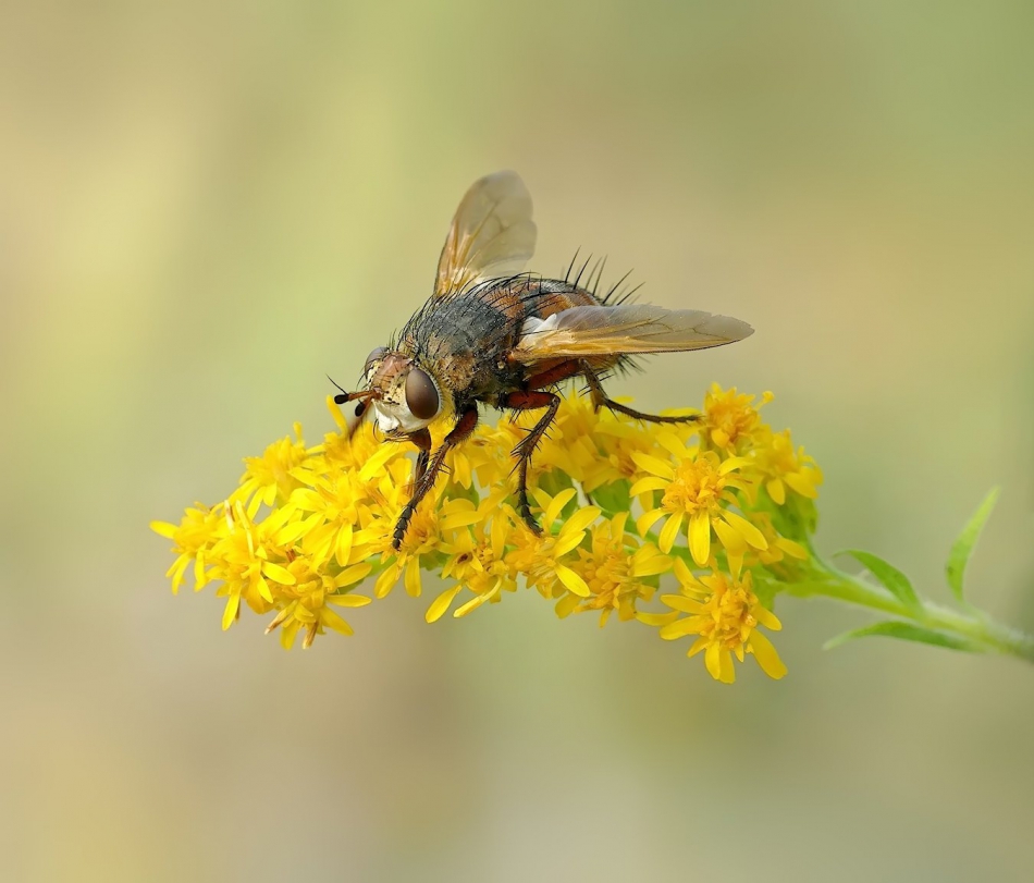 keni - Gymnosoma spp. PE proszę. Zdjęcie 318102
