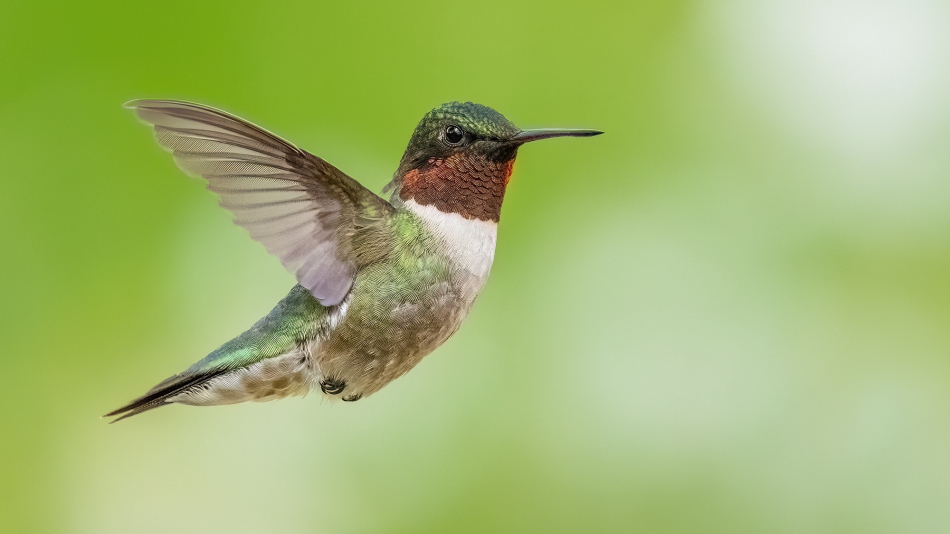 fotosc - . Ruby throated hummingbird. Zdjęcie 315566