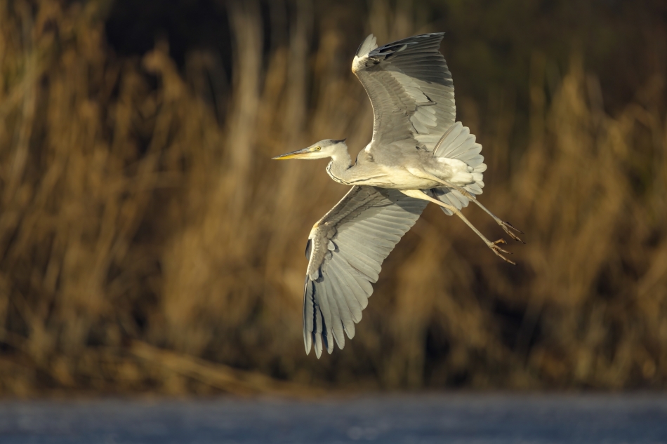 amigamedia - Złoto poranka.  Czapla siwa (Ardea cinerea) Przyroda naszego regionu.Gorzyce. Sony ILCE-1+Sony SEL200600G FE 200-600mm f/5.6-6.3 G OSS. Przysłona: f/6,3; Czas ekspozycji: 1/2000 s; ISO: 500; Ogniskowa: 600 mm.. Zdjęcie 329966