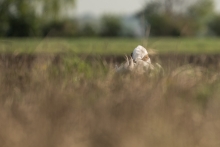 Great bustard at his ma...