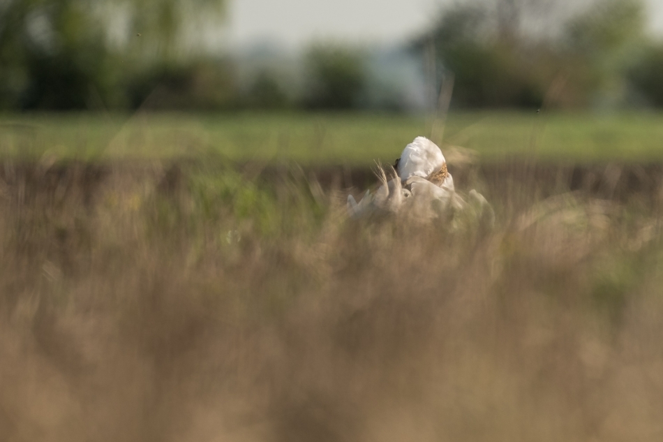 a95q8cwchb - Great bustard at his mating dance. . Zdjęcie 323642