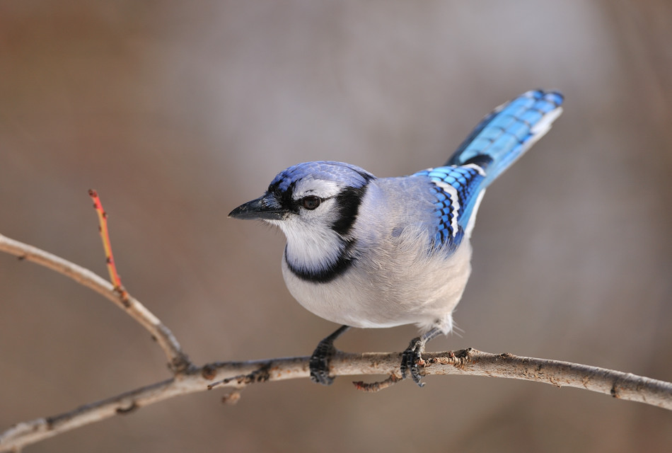 mundi - Blue Jay (Cyanocitta cristata). . Zdjęcie 16806