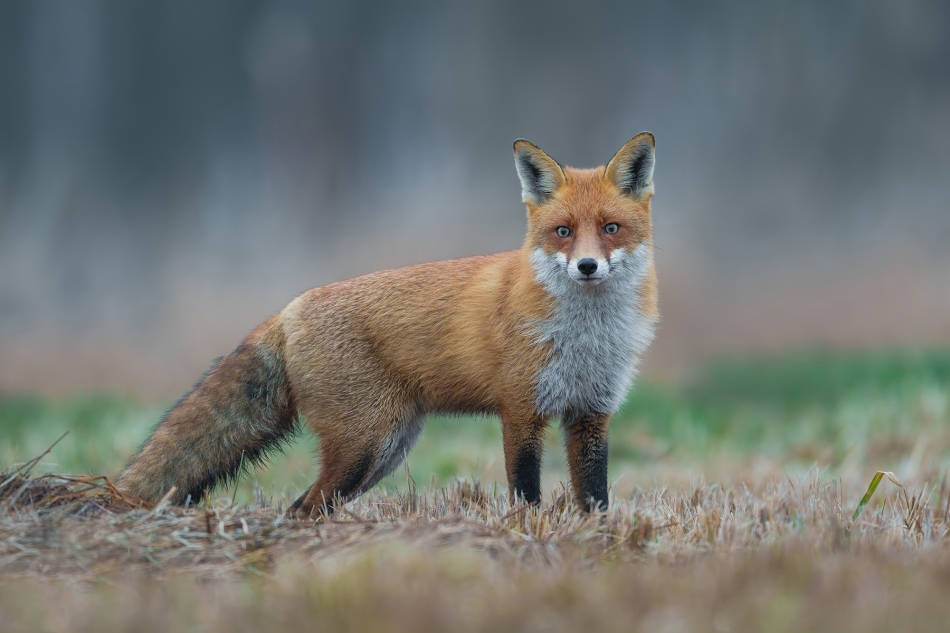 fotodam - Rudy II. Lis (Vulpes vulpes) Fox. Zdjęcie 330027