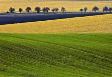Field of colours