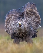 Nerwowy Bielik