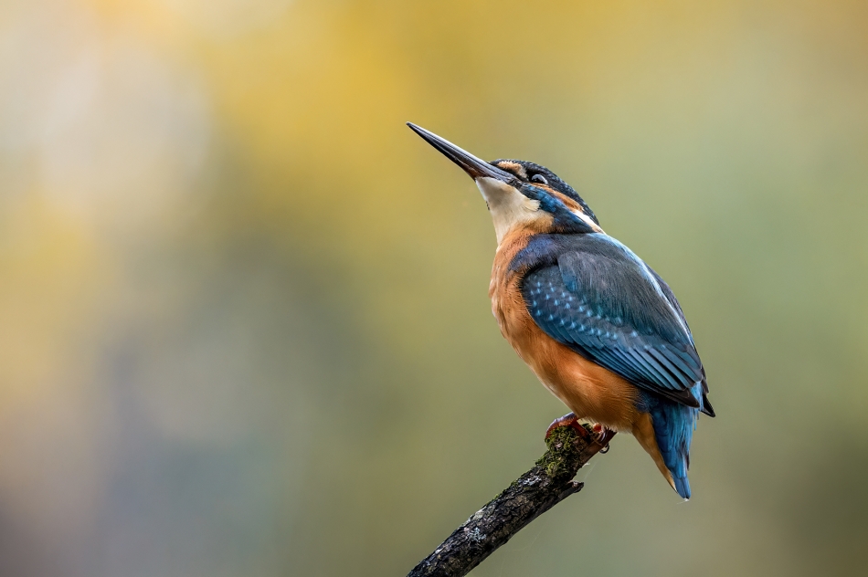 Zimorodek (Alcedo atthis). . Zdjęcie 336419