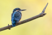 Zimorodek (Alcedo atthis)