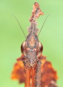 ,Phyllocrania Paradoxa.