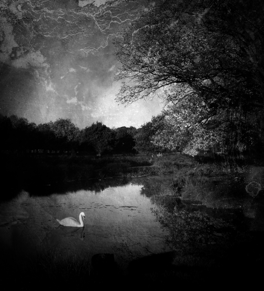 robin74r - Swan Dream.... . Zdjęcie 272213