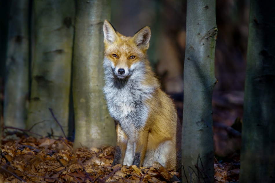 amigamedia - Strażnik lasu bukowego. Lis (Vulpes vulpes). Zdjęcie 262793