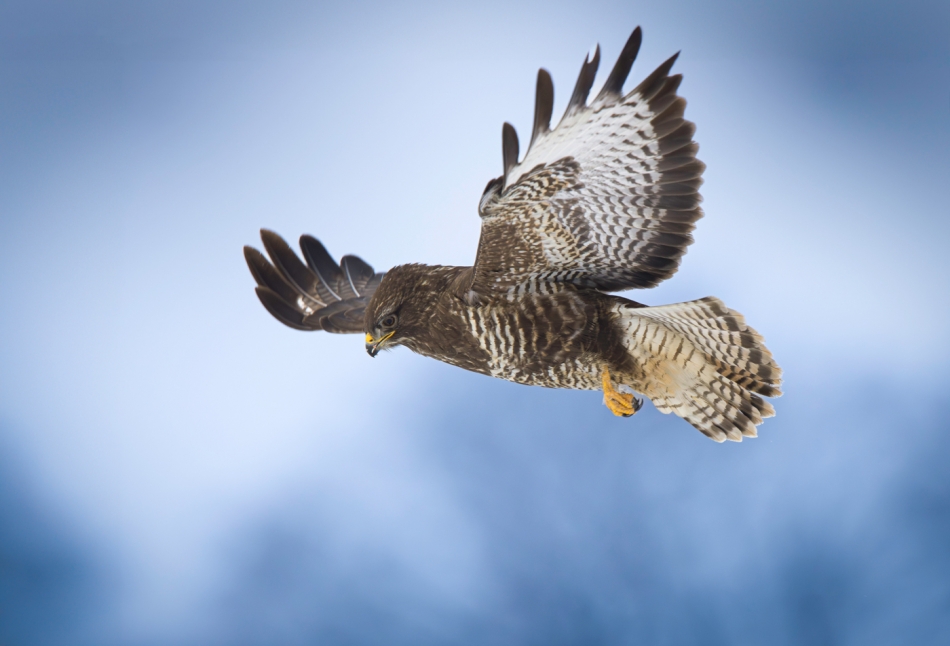 hubros - Obserwator. Buteo buteo. Zdjęcie 321201