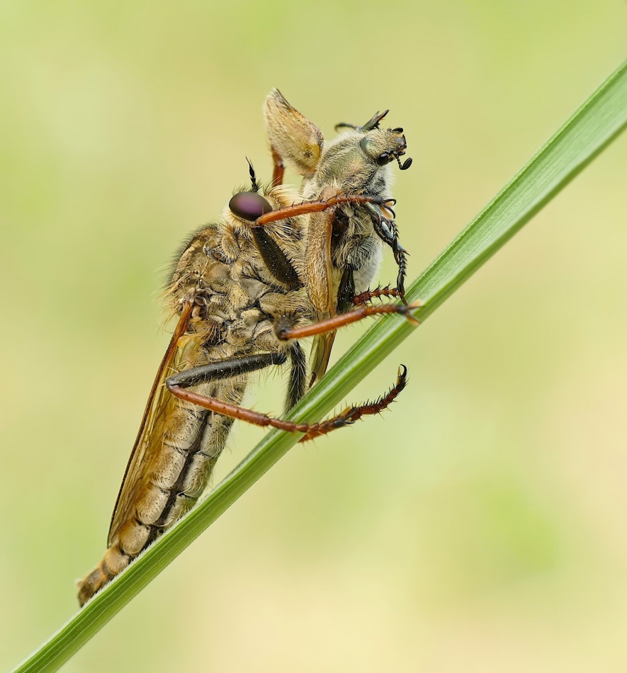 keni - Łowiec czarniawy (Machimus atricapillus) vs Guniak czerwczyk (Amphimallon solstitiale). . Zdjęcie 315767