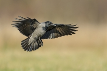 Wrona siwa, Hooded Crow...