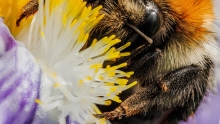Bombus et Iris