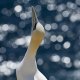 Natura