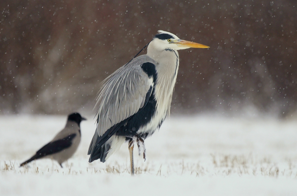 amigamedia - Zimno w szłapska. Czapla siwa - Ardea cinerea   Olza Polska. Zdjęcie 159966
