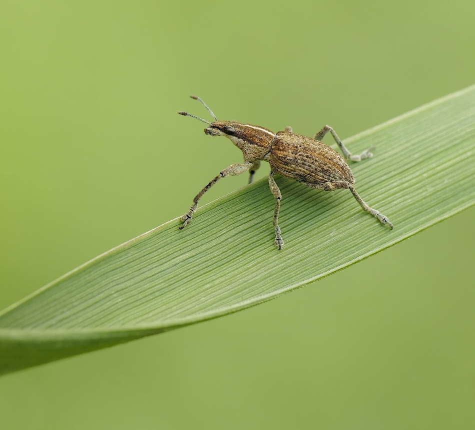 keni - Charagmus griseus . . Zdjęcie 324121