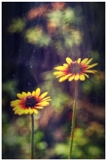 Rudbekia's dream