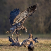Akrobatyka powietrzna