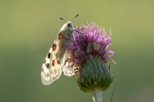 Niepylak Apollo