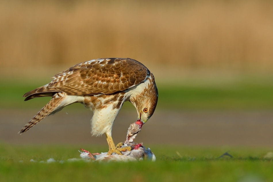 mundi - Predator. Zalecane powiększenie zdjęcia na PE. Pozdrawiam. Zdjęcie 200821
