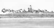 Flock