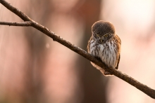 sóweczka 