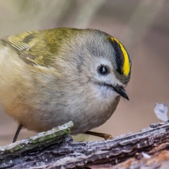 Maluszek z sosnowego boru