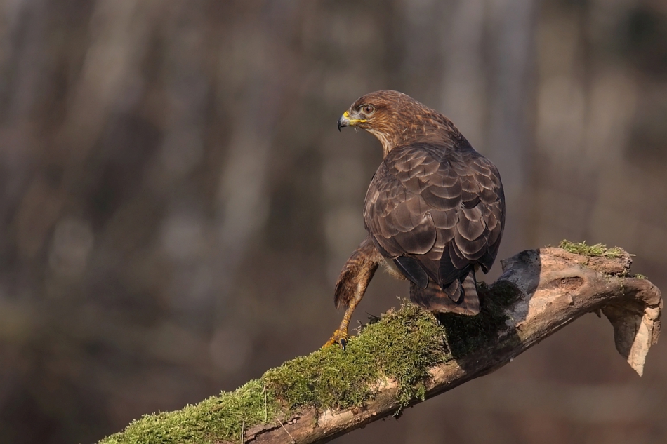 gryzli - . myszołów (Buteo buteo)  Proszę oglądać na PE. Zdjęcie 257725