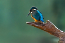 Zimek 