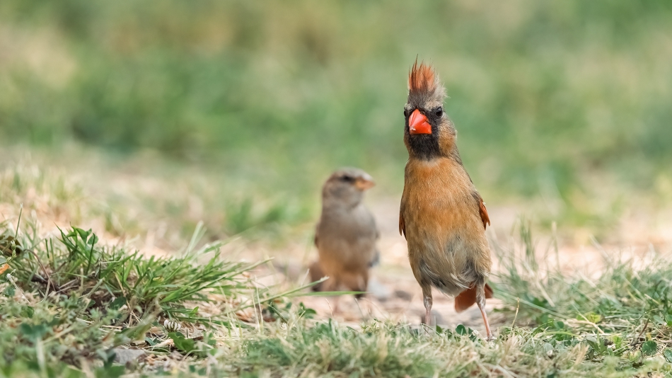 fotosc - . Northern Cardinal. Zdjęcie 315559