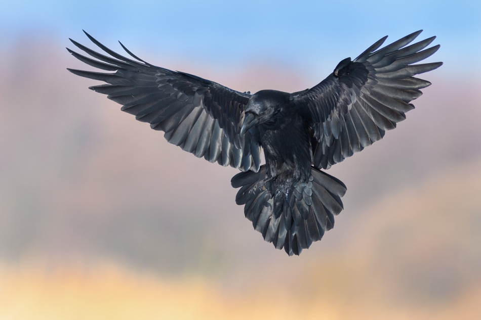 raftik - Kruk, Common Raven (Corvus corax) ... 2019r. . Zdjęcie 237551