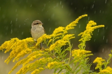 Singing in the Rain