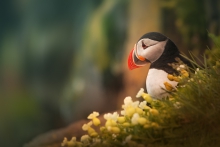 Puffin