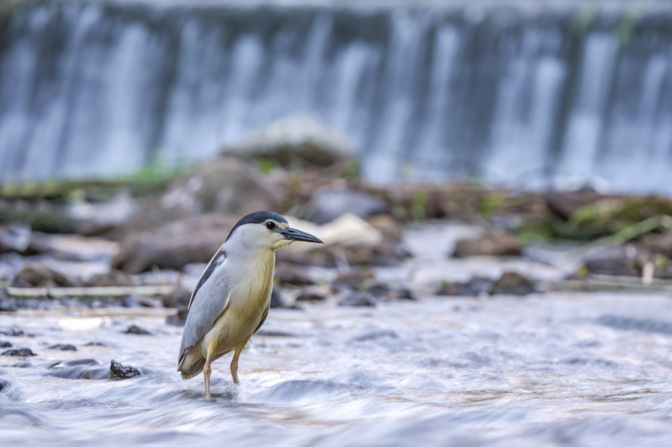 amigamedia - Leniwy poranek. Ślepowron (Nycticorax nycticorax) Przyroda naszego regionu - Skoczów. Sony ILCE-1+Sony SEL200600G FE 200-600mm f/5.6-6.3 G OSS Przysłona: f/7,1; Czas ekspozycji: 1/5 s; ISO: 100; Ogniskowa: 300 mm.. Zdjęcie 324581