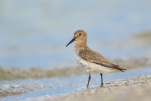 Biegus Zmienny, Dunlin ...