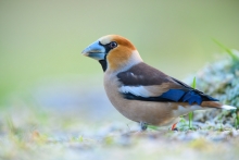 Grubodziób, Hawfinch (C...