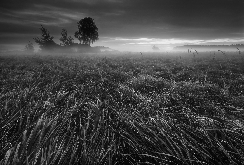 hix - Trawy.... . Zdjęcie 5884