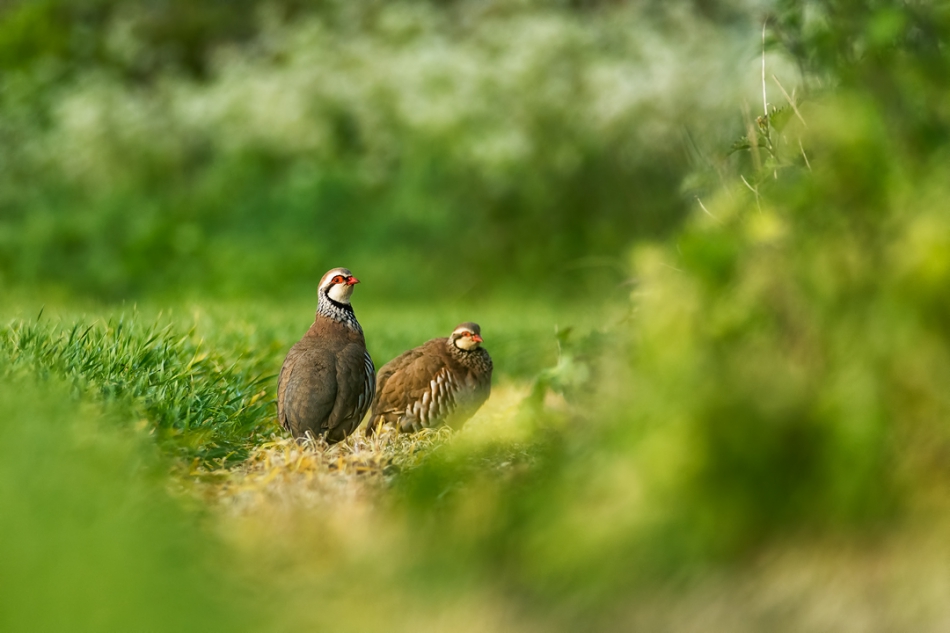  Kuropatwa czerwona  (Alectoris rufa/A. r. rufa)). . Zdjęcie 124902